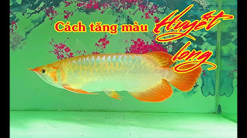 Super Red Arowana - CÁCH TĂNG MÀU cho Cá rồng Huyết long với đèn DOUBLEWING #arowana #kinhnghiem