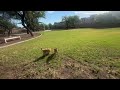 Morning Walk for FOX… Morning Run for Ginger #premiere #cutedog #doglover #dogmoments #doglife