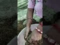 mint plant planting #gardeing #nature #viralshort #gehrahua #dhurandhar