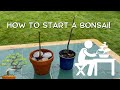 How to start a bonsai tree  second year saplings