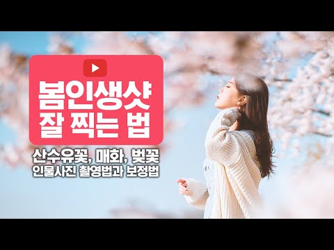 Update 봄 인생샷 잘 찍는 법. 산수유, 매화, 벚꽃과 함께 인물사진 촬영법과 포토샵 후보정하기