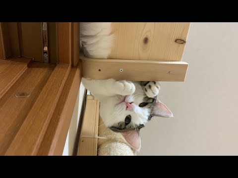 猫に見下ろされるとこんな感じです