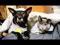 Blind Cat and Dog Go On Adventures Together | The Dodo