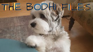 BODHI THE HAVANESE ~ 'FROM CALM TO CRAZED'
