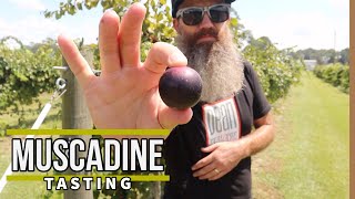 Our first muscadine & personal UGA vineyard Taste Test  EP 114