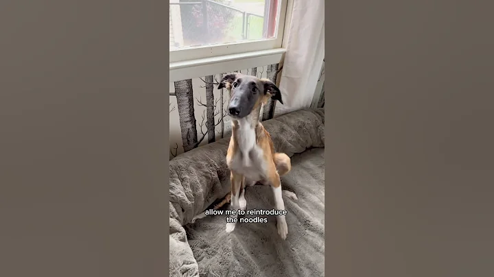 the skinny on the long, part 1 #dogtok #borzoi #silkenwindhound #dogs #about #shorts #ytpets