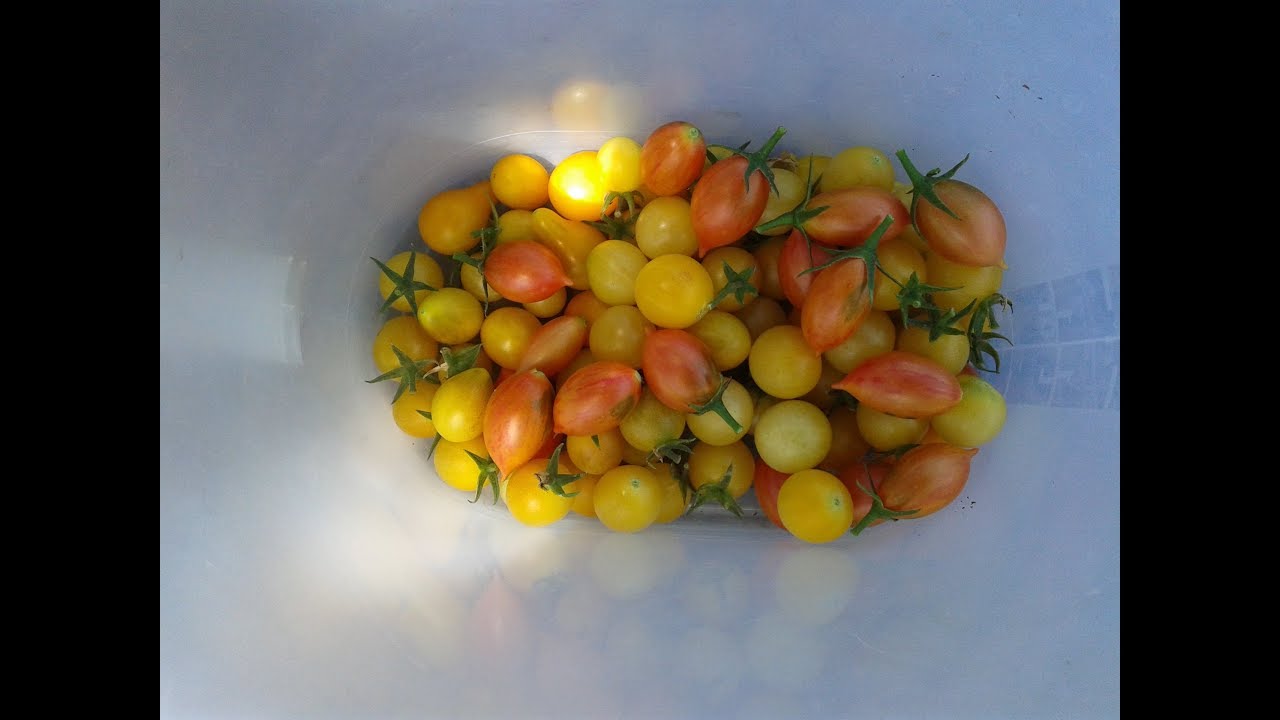 Cherry Tomato Chicken n Black Beans - YouTube