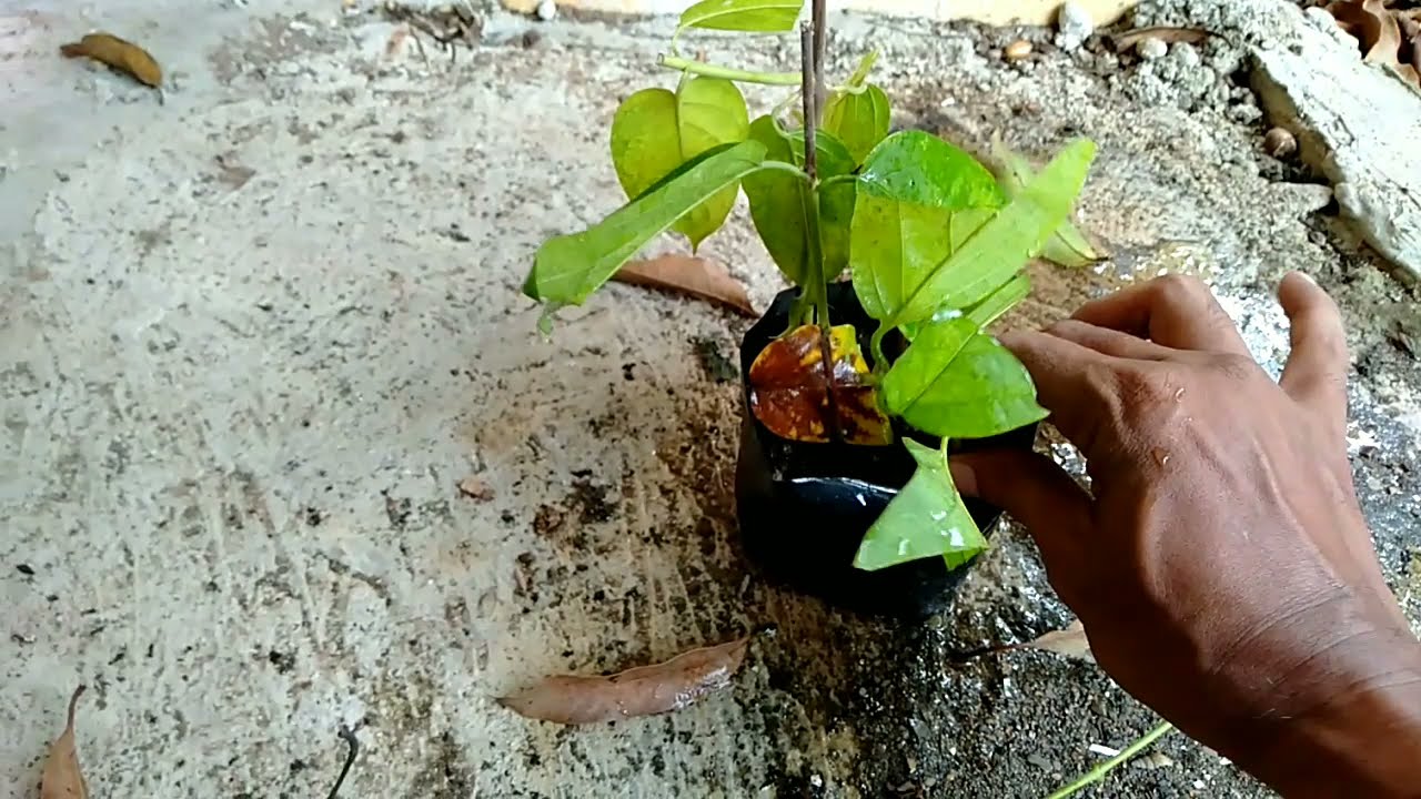 cara stek anti gagal pada bunga melati belanda