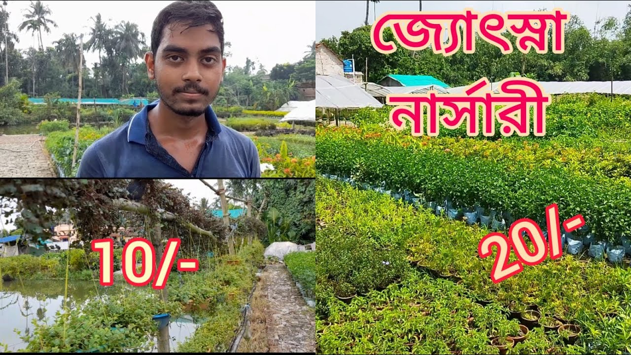 Jotshna Nursery Visit In Muchisa Nurery Visit In West Bengal 24