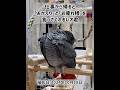 【ヨウムのレオ君】仕事から帰ると「おかえり」と「お疲れ様」を言ってくれるレオ君 #ヨウム #parrot