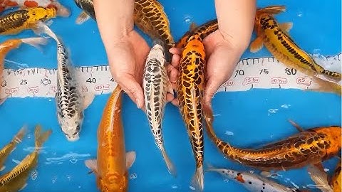 Cá Koi Vảy Rồng Da Trơn Cực Đẹp và Độc Lạ