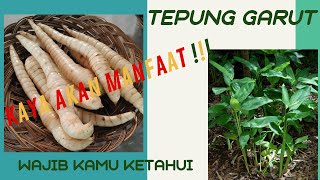 Tepung Garut Kemasan 500 gram Asli