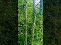 🫶🫶🫶 #naturevideo #forestlife #broll #trees #gawx