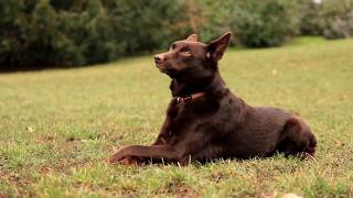 Training with Australian Kelpie Angie Tricks with Angie