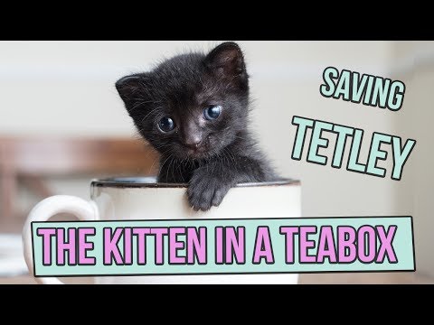 Saving Tetley, the Tiny Kitten in a Teabox