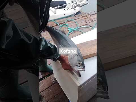 #lüferavı #lüfer #fishing #çupra #fish