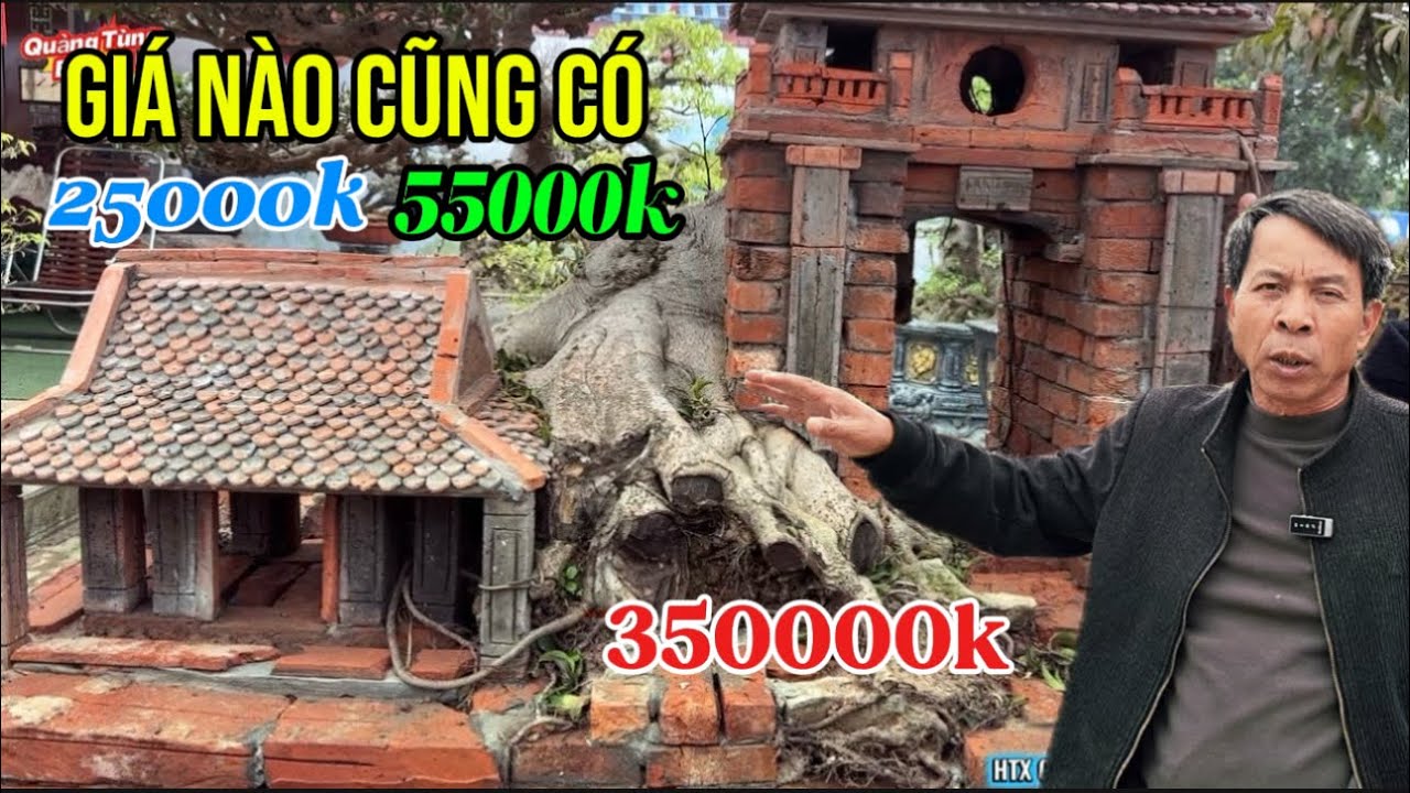 BÁO GIÁ ! Các loại cây cảnh dịp tết , Giá nào cũng có | Quảng Tùng