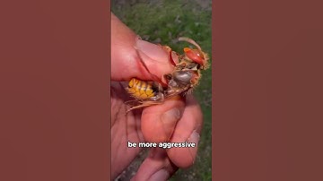 Why Do We Hate Wasps But Love Bees? 😨