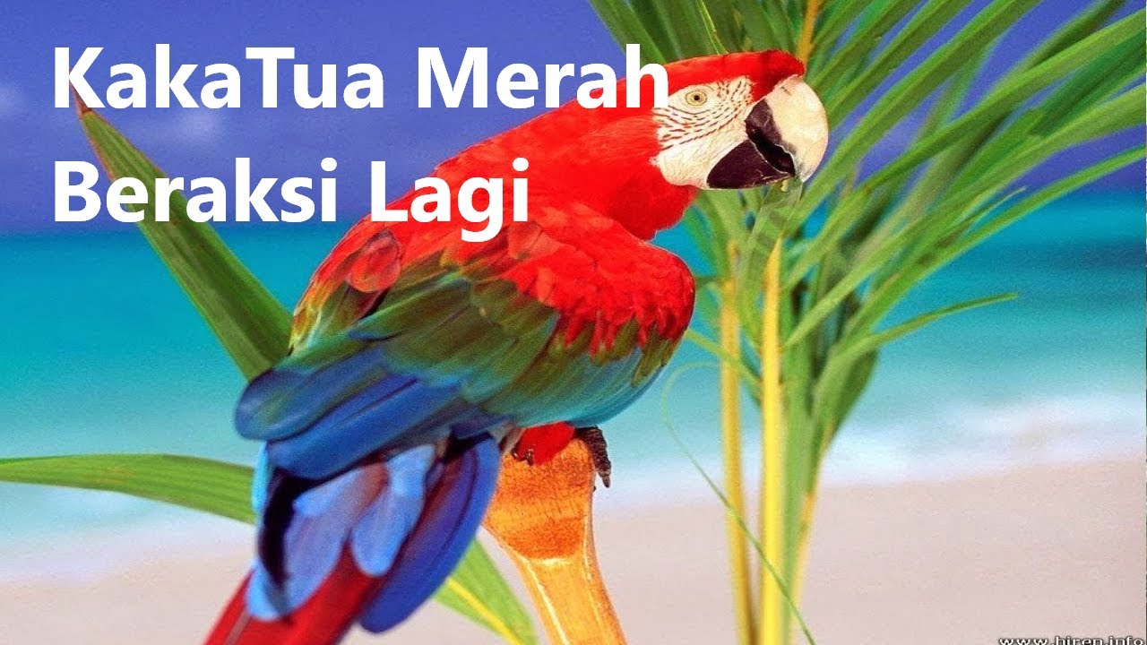 Indahnya Atraksi Dan Warna Burung Kakak Tua Merah Youtube