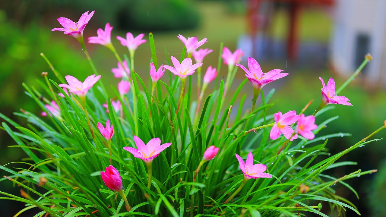 Blooming Autumn flowers | Raag Pilu Music 秋花秋情谱秋歌