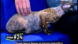 Сергей Астахов о домашних животных Сергей Астахов о домашних животных