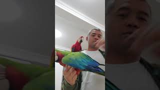 parrot indonesia