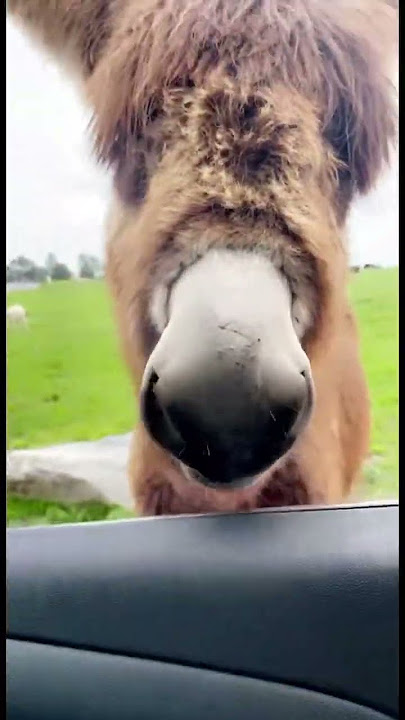 Animal Feeding inside the car