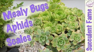 6 Ways to Deal with Mealy Bugs &amp; Aphids on Succulents (Secret Weapons &amp; Strategies)
