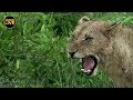 safariLIVE - Sunset Safari - February 1, 2019