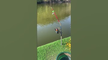 Cần câu cá tự động, câu cá lớn dễ dàng 😍 | Fishcamp Việt Nam #5  #fishing #carpfishing