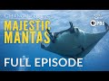 Majestic mantas  pisode complet