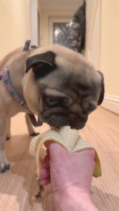 will-dogs-eat-fruit-dog-eating-banana-shorts-youtube