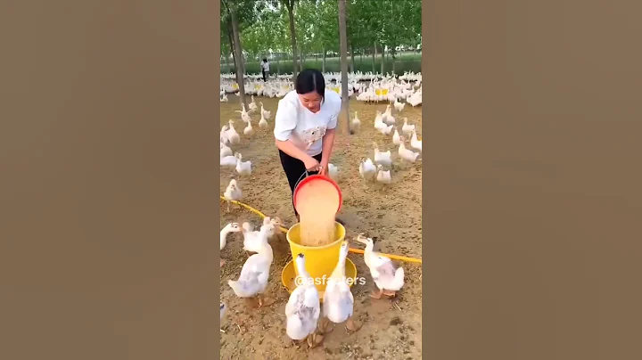 How duck farming in china || How Chinese Duck Farmers Make Millions! 🦆💰 #shorts