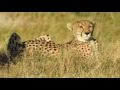 Okavango Nxabega Tented Camp