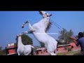 A Queda (equestrian music vídeo)