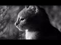 Wild Cat Mother Feeds Cute Kitten | Cats Under the Serengeti Stars | BBC Earth