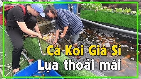 Đi Mua Cá Koi Giá Sỉ Đủ Loại Giá Chỉ Từ 50.000đ - Trại Bán Cá Koi Thanh Liêm