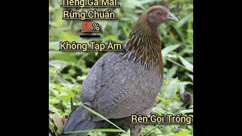 Gà Mái Rừng Rên Gọi Trống 💯% 2025