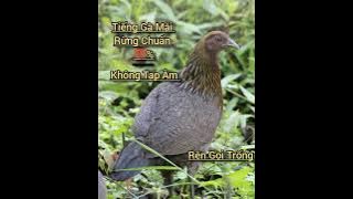 Gà Mái Rừng Rên Gọi Trống 💯% 2025