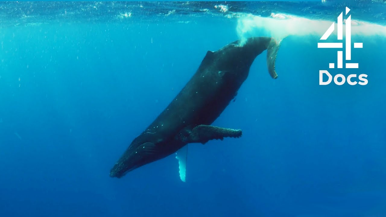 Film backdrop image for How Does the Middle of the Ocean Sound Like? (2020)