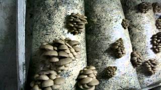 Грибы Вешенка. Смешаный субстрат. Эксперемент: шелуха+опилки.(Видео-Эксперимент по выращиванию грибов Вешенка на мешенном субстрате., 2016-04-04T11:24:46.000Z)