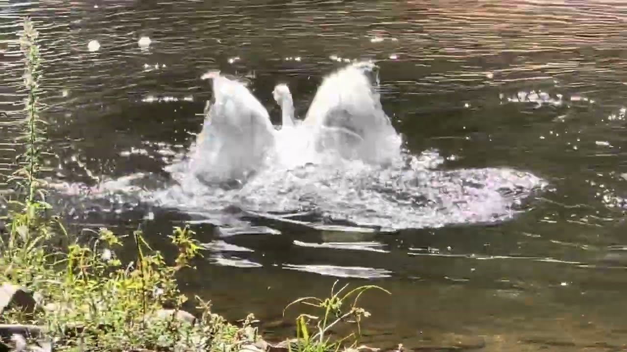 Geese are true water birds.