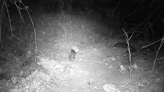 Spotted Skunk