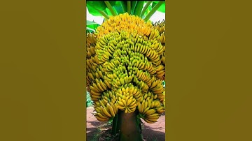 How to grow banana tree from banana fruit for beginners#Shorts