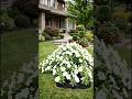 Petunia &lsquo;Easy Wave White&rsquo; &mdash; From Tiny Growth to a Stunning White Flower Display