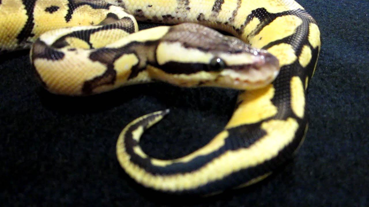 rat snakes in alabama Brian Gundy Wishing Everyone A Merry Christmas