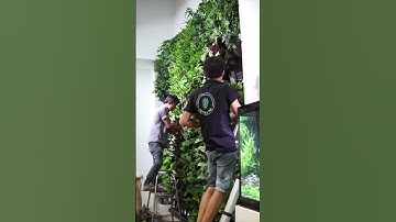 Tường Cây Trong Nhà - 3 lưu ý quan trọng 💚 #câytrongnhà #landscapedesign #tường_cây #đemrừngvềphố