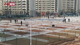 济南：小小一菜地 为啥这么受欢迎？