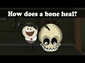 How does a bone heal? | #aumsum #kids #science #education #children