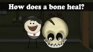 How does a bone heal? | #aumsum #kids #science #education #children